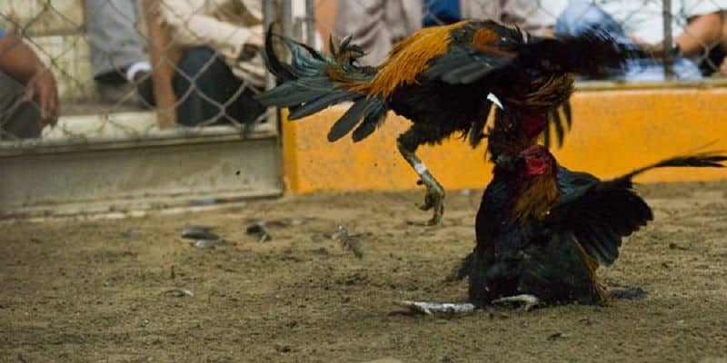 Thuật ngữ đá gà cơ bản – bảng giải nghĩa dành cho người mới tại Jun88